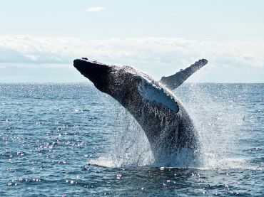 Whale Watching