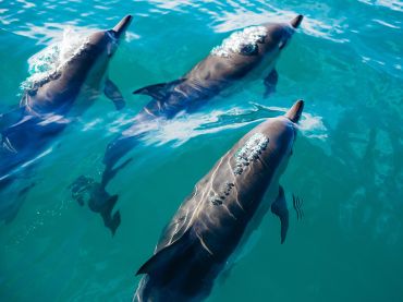 Dolphin Swimming
